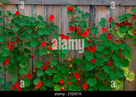 Rote Blüten des Gartennasturtium (Tropaeolum majus) gegen den Holzzaun. Stockfoto