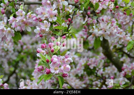 Schließen Sie blühende Knospen auf den Zweigen des Crab Apple Tree - Malus sylvestris. Wunderschöne rosa Blumen. Augsburg, Deutschland Stockfoto