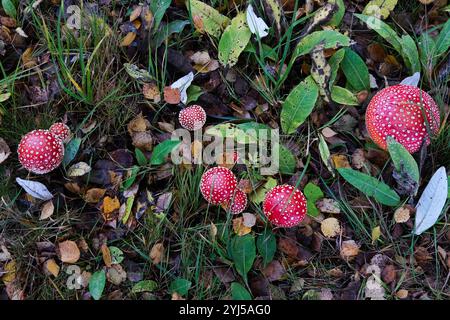 Fliegen Sie Agarpilze auf dem Waldboden Stockfoto