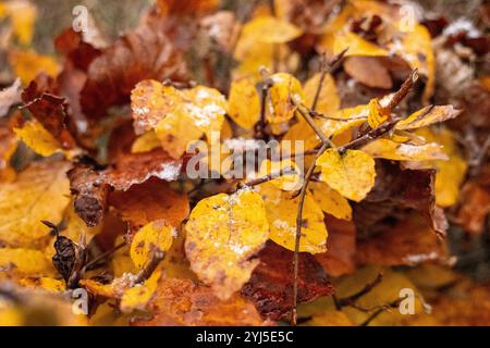 Langweid, Bayern, Deutschland - 13. November 2024: Symbolisches Bild von Wetterwechsel und Schneefall in Bayern. Schneeflocken auf Herbstlaub auf einem Baum *** Symbolbild Wetterumschwung und Schneefall in Bayern. Schneeflocken auf herbstlichem Laub an einem Baum Stockfoto