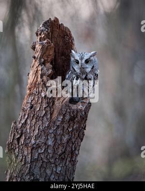 Graue Morph der östlichen Kreiseleule, die auf einer Baumhöhle sitzt Stockfoto