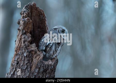 Graue Morph der östlichen Kreiseleule, die auf einer Baumhöhle sitzt Stockfoto