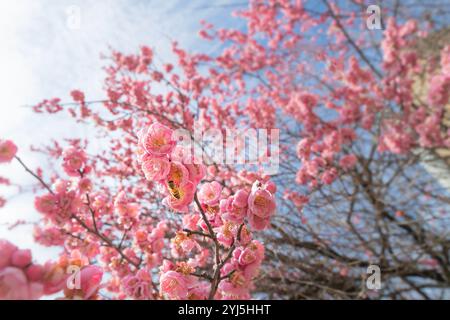 Eine Honigbiene wirkt wie Magie an einem blühenden Kirschbaum Stockfoto