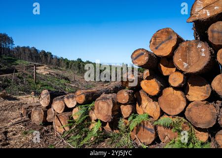 Ein Stapel von Protokollen wird auf einem Feld gestapelt. Die Baumstämme sind groß und braun, und sie sind so gestapelt, dass sie aussehen, als wären sie bereit für den Abbau. Stockfoto