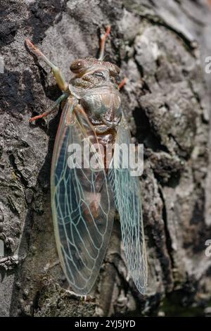 Neu auftretende Hundetag Cicada, Neotibicen canicularis, Cicadidae, jährlich, Insekten auf Baum, Makro, Nahaufnahme, Shot, Pointe Claire, Quebec, Kanada Stockfoto