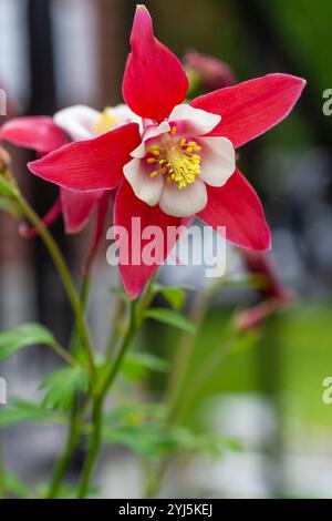 Rot-weiße kolumbinenblüte wächst in einem Garten, Aquilegia-Vogel Stockfoto