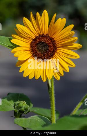 Sonnenblume, Helianthus annuus, mit einer Hummel bestäubt Stockfoto