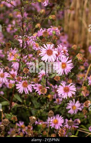 Wunderschönes Gänseblümchen-ähnliches Symphyotrichum Laeve 'Glow in the Dark'. Natürliches Nahaufnahme blühendes Pflanzenporträt. Aufmerksamkeit erregend, schön, blühend, rot Stockfoto