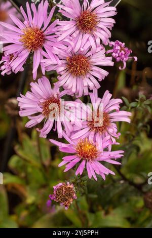 Wunderschönes Gänseblümchen-ähnliches Symphyotrichum Laeve 'Glow in the Dark'. Natürliches Nahaufnahme blühendes Pflanzenporträt. Aufmerksamkeit erregend, schön, blühend, rot Stockfoto