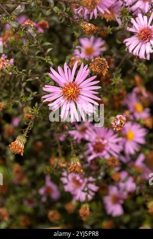 Wunderschönes Gänseblümchen-ähnliches Symphyotrichum Laeve 'Glow in the Dark'. Natürliches Nahaufnahme blühendes Pflanzenporträt. Aufmerksamkeit erregend, schön, blühend, rot Stockfoto