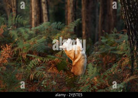 Ein Corgi-Hund läuft durch Farne in einem Wald, umgeben von Bäumen. Der Hund sieht verspielt und energiegeladen aus und genießt das Outdoor-Abenteuer. Stockfoto