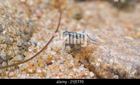 Gefleckter Käfer auf felsigem Gelände mit Sandkörnern, Nahaufnahme. Blau Stockfoto
