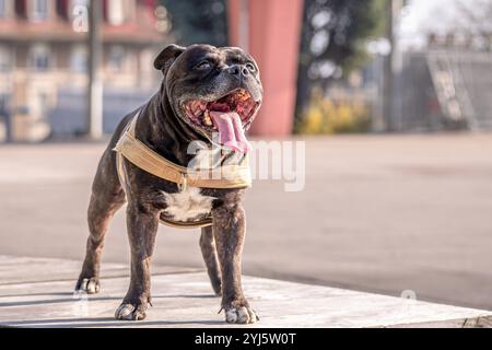 Porträt des Hundes. Ein staffordshire Terrier mit weißem staffordshire Terrier. Amstaff, stafford. Stockfoto