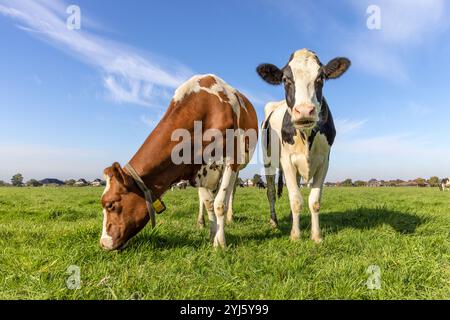 2 Kühe mit Vielfalt in mehreren Farben, eine Kuh weidet und eine stehend Kopf oben, schwarz rot und weiß Vieh mit blauem Himmel Hintergrund, Vorderansicht in A Stockfoto