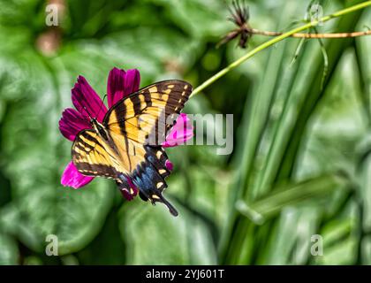 Ein wunderschöner Schmetterling mit auffälligen gelben und schwarzen Flügeln ruht sanft auf einer hellen violetten Blume inmitten einer üppigen grünen Gartenumgebung. Stockfoto