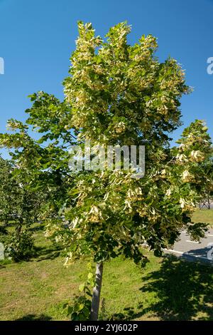 Ein lebendiger Baum zeigt seine üppigen Blüten an einem sonnigen Tag. lindenbaum Stockfoto