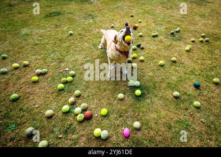 Lola, der labrador-Hund, fängt einen Tennisball in ihrem Mund, während er von etwa 30 anderen Tennisbällen auf Gras umgeben ist Stockfoto