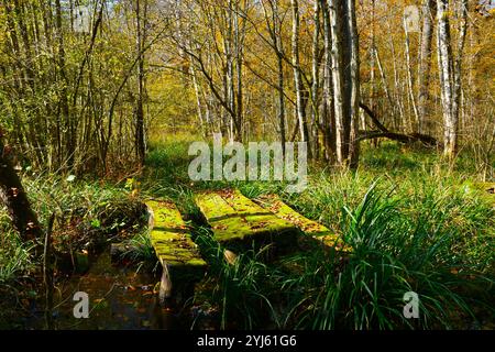 Alte moosbedeckte Holzbänke und ein Tisch, der im Herbst im überfluteten Sumpfgebiet Krakovski Gozd verfällt Stockfoto