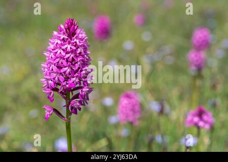 Pyramiden-Orchidee in voller Blüte Stockfoto