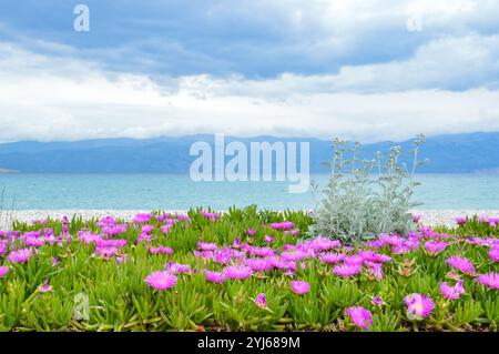 Elands Sour Feigenblumen am Strand Vela plaza in Baska, Insel Krk. Velebit-Berg im Hintergrund Stockfoto