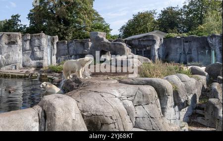 Ein schöner und großer Eisbär steht auf Felsen. Stockfoto