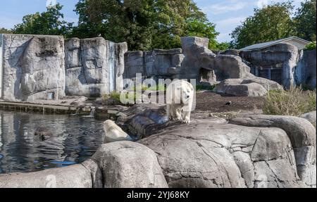 Ein schöner und großer Eisbär steht auf Felsen. Stockfoto