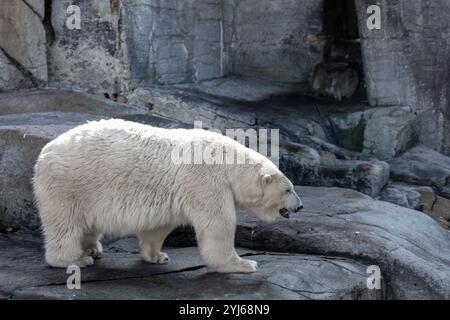 Ein schöner und großer Eisbär steht auf Felsen. Stockfoto