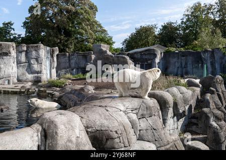 Ein schöner und großer Eisbär steht auf Felsen. Stockfoto