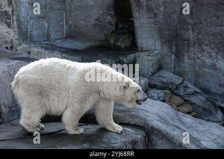 Ein schöner und großer Eisbär steht auf Felsen. Stockfoto