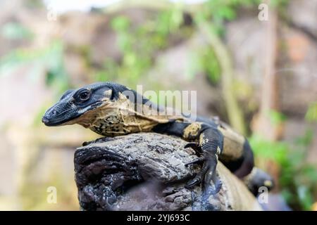 Porträt einer Warane, die in der Natur auf einem Baum sitzt. Hochwertige Fotos Stockfoto