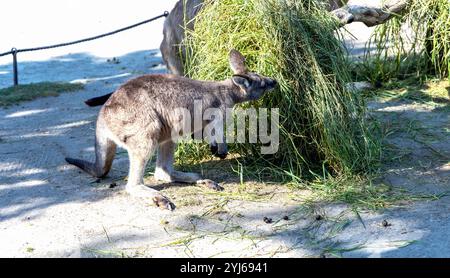 Känguru frisst frisches Gras in einem Futtermittel. Hochwertige Fotos Stockfoto