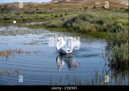 Ein weißer Schwan schlägt seine Flügel im Wasser am Ufer eines kleinen Sees in einer Dünenlandschaft in einem Naturschutzgebiet in der Nähe von Egmond aan Zee in den Niederlanden Stockfoto