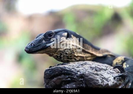 Porträt einer Warane, die in der Natur auf einem Baum sitzt. Hochwertige Fotos Stockfoto