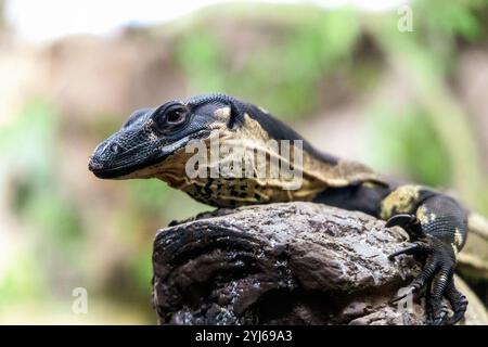 Porträt einer Warane, die in der Natur auf einem Baum sitzt. Hochwertige Fotos Stockfoto