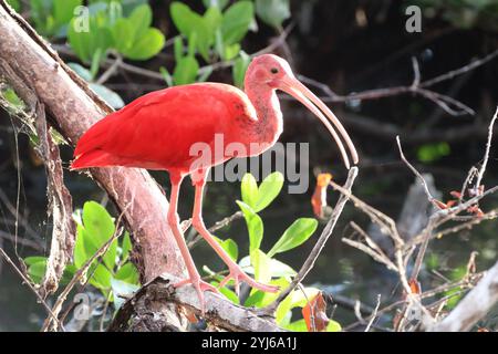 Isolierter Scharlach-Ibis (Eudocimus ruber), in der Mitte der Mangrove Stockfoto