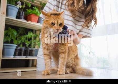 Ingwerkatze, die drinnen mit Bürste gepflegt wird, einen kleinen Hut trägt, gemütliche Wohnumgebung mit Pflanzen im Haus, Tierpflegeszene Stockfoto