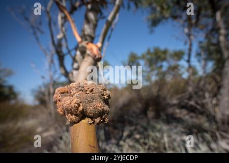 Acacia Gall Rostpilz, Uromycladium tepperianum, wächst auf Port Jackson Willow, Golden Wreath Wattle, Accacia saligna, als biologisches Kontrollmittel Stockfoto