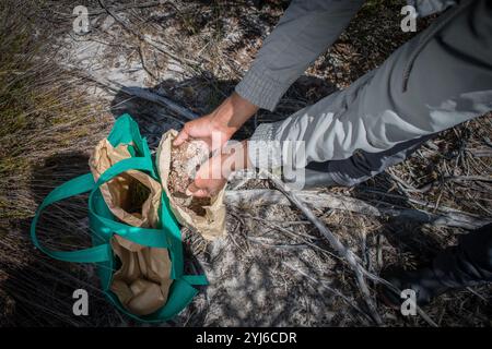 Ein Ökologe sammelt Samen von Cliffortia polygonifolia, um Cape Flats Sand Fynbos in Gebieten wiederherzustellen, in denen die natürliche Bodensaatenbank zerstört wird. Stockfoto