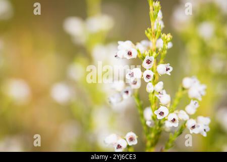 Pearl Heath, Erica margaritacea, kam früher weit in der Gegend von Kapstadt von Fish Hoek bis Stellenbosch vor. Heute ist es kritisch gefährdet. Stockfoto