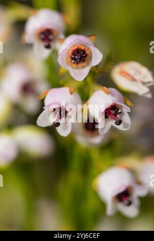 Erica margaritacea, Perlheide, kam früher weit in der Gegend von Kapstadt von Fish Hoek bis Stellenbosch vor. Heute ist es kritisch gefährdet. Stockfoto