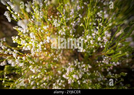 Pearl Heath, Erica margaritacea, kam früher weit in der Gegend von Kapstadt von Fish Hoek bis Stellenbosch vor. Heute ist es kritisch gefährdet. Stockfoto