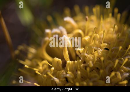 Snakestem pincushion, Leucospermum hypophyllocarpodendron, wächst in Cape Flats Sand Fynbos, Tokai Park, Kapstadt, Westkap, Südafrika. Stockfoto