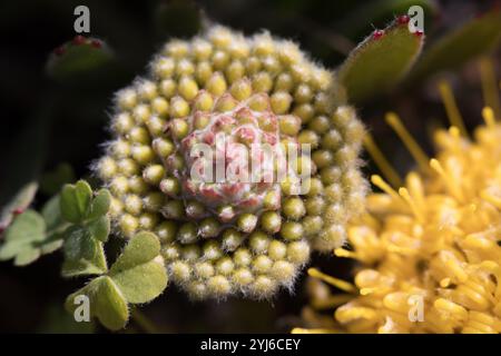 Snakestem pincushion, Leucospermum hypophyllocarpodendron, wächst in Cape Flats Sand Fynbos, Tokai Park, Kapstadt, Westkap, Südafrika. Stockfoto