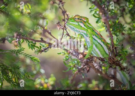 Das Kap Dwarf Chameleon, Bradypodion pumilum, ist ein Endemit in Kapstadt und im Küstengebiet östlich von Kap Agulhas. Sie gelten als beinahe bedroht. Stockfoto