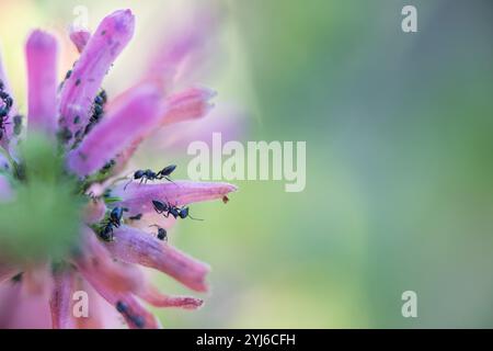 Cocktailameisen, Crematogaster sp., Bauernblattläuse auf einer Whorl Heath Bloom, Erica verticillata. Diese erica ist seit etwa 1950 in freier Wildbahn ausgestorben. Stockfoto