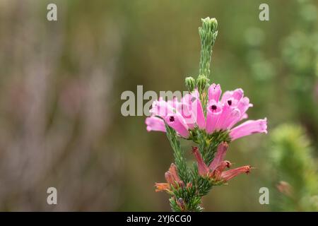 Die Heide Erica verticillata ist in den 1950er Jahren in freier Wildbahn ausgestorben Später wurde sie wieder entdeckt und wuchs in Lower Tokai in Kapstadt. Stockfoto