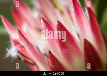 Der sugarbush, Protea repens, ist eine bekannte Pflanze des Fynbos-Bioms. Sie war bis in die 1970er Jahre die Nationalblume Südafrikas Stockfoto
