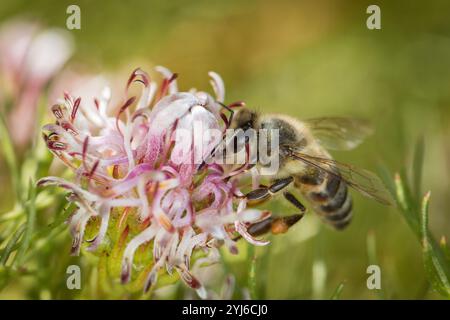 Cape Honey Bee, APIs mellifera capensis, Besuch des kritisch gefährdeten Rondevlei Spiderhead, Serruria foeniculacea, des Tafelberg-Nationalparks. Stockfoto