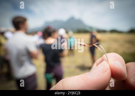 Während eines Frühlingsspaziergangs am Rondebosch Common, Kapstadt, einen Samen aus Pelargonium triste mit Devil's Peak im Hintergrund untersuchen. Stockfoto