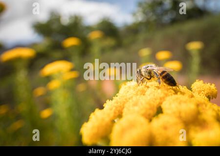 Athanasia crithmifolia, geteiltes Kannidood, wächst auf sandigen Ebenen und Hängen und ist beliebt bei Kaphonbienen, APIs mellifera, Lower Tokai, Kapstadt. Stockfoto